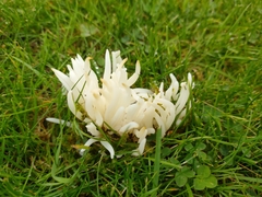 Clavaria