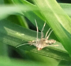 Antigastra catalaunalis