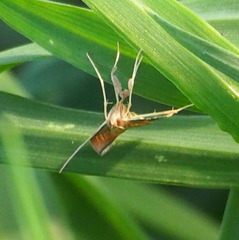 Antigastra catalaunalis