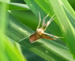 Antigastra catalaunalis