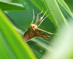 Antigastra catalaunalis