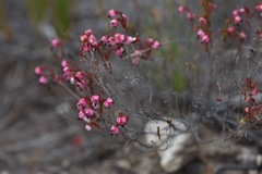 Erica spumosa