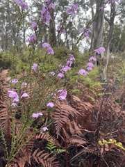 Tetratheca labillardierei