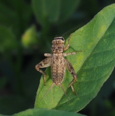 Eumodicogryllus bordigalensis