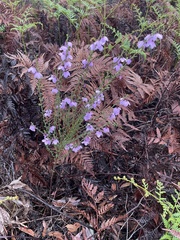 Tetratheca labillardierei