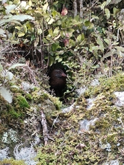 Gallirallus australis australis