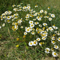 Tripleurospermum maritimum maritimum