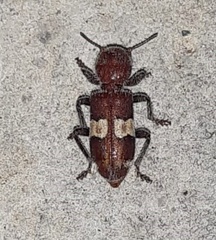 Enoclerus quadrisignatus