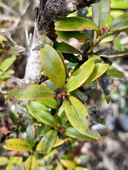 Metrosideros umbellata