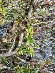 Metrosideros umbellata