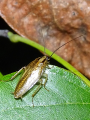 Blattella