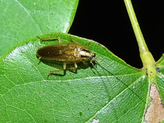 Blattella