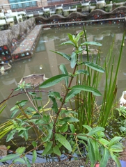 Hygrophila pogonocalyx