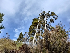 Libocedrus bidwillii