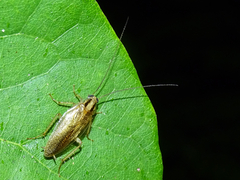 Blattella