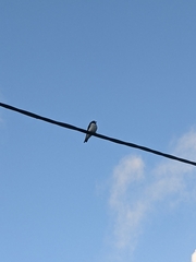 Artamus leucorynchus