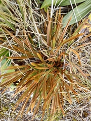 Aciphylla