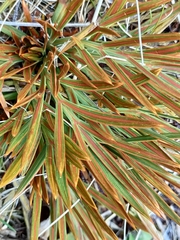 Aciphylla