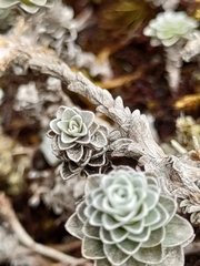 Leucogenes grandiceps