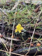 Oxalis perennans