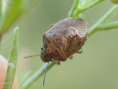 Rubiconia intermedia