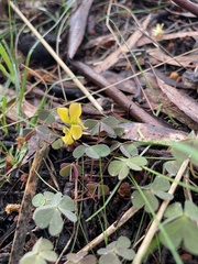 Oxalis perennans