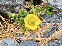Ranunculus sericophyllus
