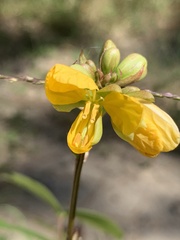 Senna occidentalis