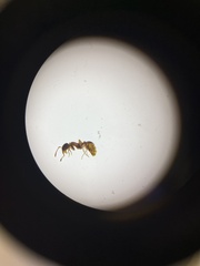 Myrmica rubra