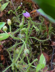 Drosera indica