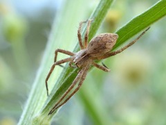 Pisaura