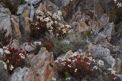 Crassula obtusa