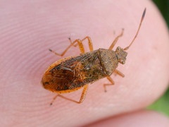 Rhopalus maculatus