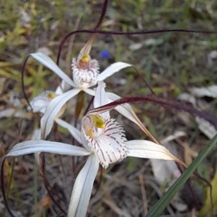 Caladenia varians