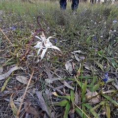 Caladenia varians