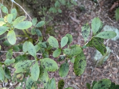 Coprosma foetidissima