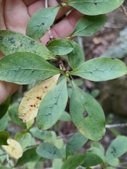 Coprosma foetidissima