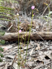 Drosera auriculata