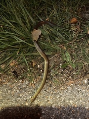 Zamenis longissimus