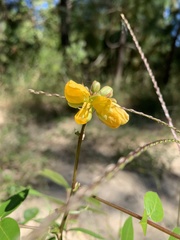 Senna occidentalis