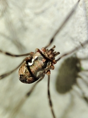 Phalangiinae