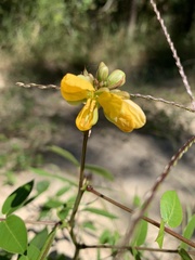 Senna occidentalis