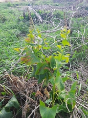 Blitum bonus-henricus