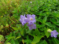 Strobilanthes sessilis