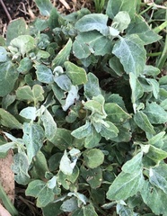 Atriplex laciniata