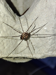 Phalangiinae