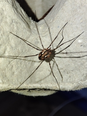 Phalangiinae