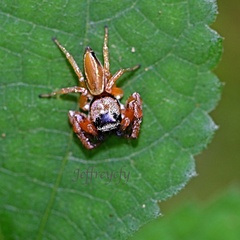 Thiania