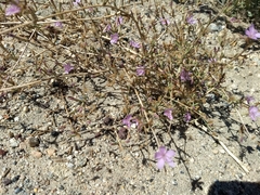 Stephanomeria exigua
