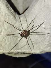 Phalangiinae